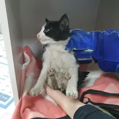 서구 기타(턱시도) 한국 고양이 암컷