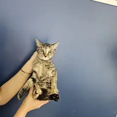 서구 검은색흰색황토색조합 한국 고양이 암컷