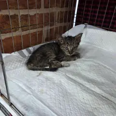 서구 평행·전체·부분줄무늬 한국 고양이 수컷