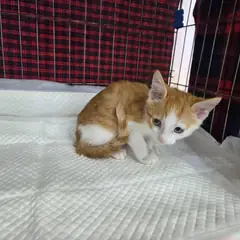 서구 레몬색&흰색 한국 고양이 수컷