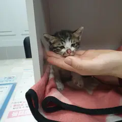 서구 기타(흰색흑갈색) 한국 고양이 암컷
