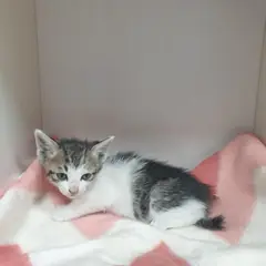 서구 기타(흰색흑갈색) 한국 고양이 수컷