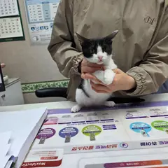 서구 흰색/검은색 얼룩무늬 한국 고양이 암컷