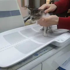 서구 기타(흰색흑갈색) 한국 고양이 암컷