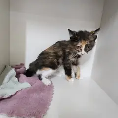 서구 검은색흰색황토색조합 한국 고양이 암컷