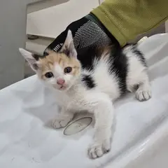 서구 기타(흑,갈,백) 한국 고양이 암컷