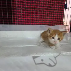 서구 레몬색&흰색 한국 고양이 수컷