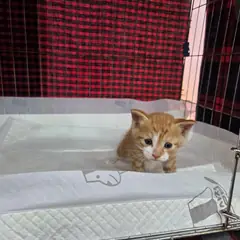 서구 레몬색&흰색 한국 고양이 수컷