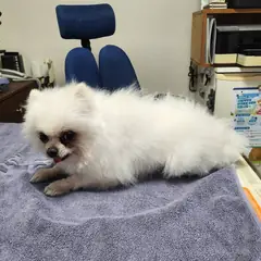 서구 흰색 포메라니안 수컷