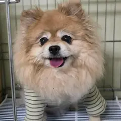 북구 갈색 포메라니안 암컷