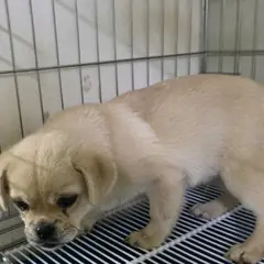북구 붉고 엷은 황갈색 믹스견 수컷