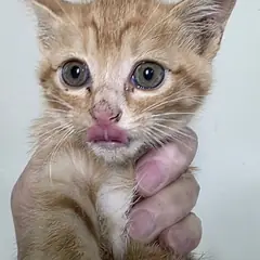 북구 레몬색&흰색 한국 고양이 수컷