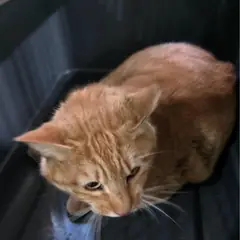 북구 기타(노랑) 한국 고양이 수컷