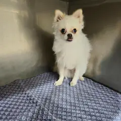 수성구 흰색 포메라니안 수컷