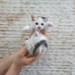 수성구 기타(삼색) 한국 고양이 암컷