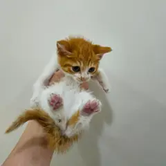 수성구 기타(치즈태비) 한국 고양이 수컷