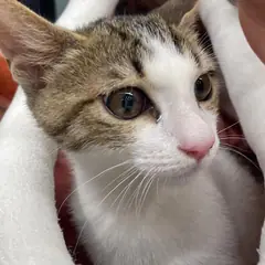 수성구 기타(흰색고등어) 한국 고양이 수컷