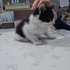 수성구 기타(젖소) 한국 고양이 수컷