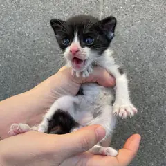 수성구 흰색/검은색 얼룩무늬 한국 고양이 수컷