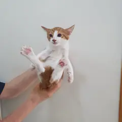 수성구 기타(치즈태비) 한국 고양이 수컷