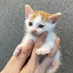 수성구 기타(치즈흰색) 한국 고양이 수컷