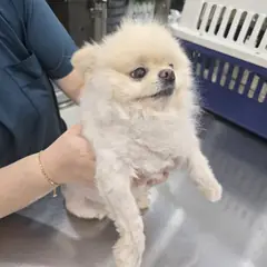 달성군 크림색 포메라니안 수컷
