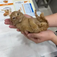 달성군 레몬색&흰색 한국 고양이 수컷