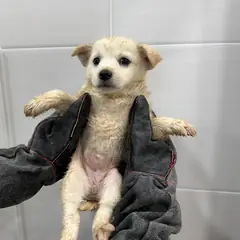 달성군 흰색 믹스견 암컷