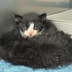 달성군 흰색/검은색 얼룩무늬 한국 고양이 암컷