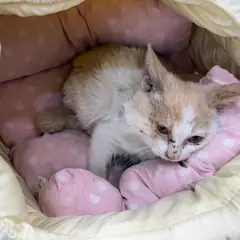 달성군 평행·전체·부분줄무늬 한국 고양이 성별 미상
