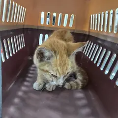 달성군 레몬색&흰색 한국 고양이 성별 미상