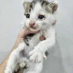 군위군 검은색흰색황토색조합 한국 고양이 성별 미상
