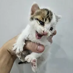 군위군 검은색흰색황토색조합 한국 고양이 성별 미상