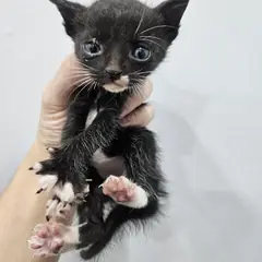 군위군 흰색/검은색 얼룩무늬 한국 고양이 성별 미상