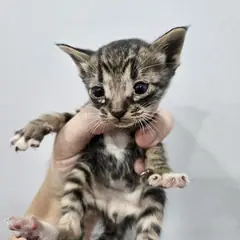 군위군 평행·전체·부분줄무늬 한국 고양이 성별 미상