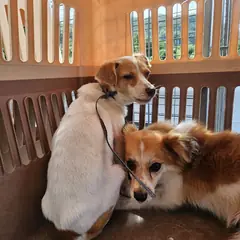 군위군 주황&흰색 믹스견 수컷