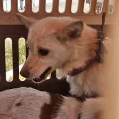 군위군 흰색 믹스견 암컷