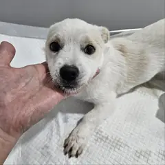 군위군 흰색 믹스견 수컷