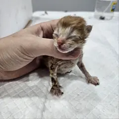 군위군 평행·전체·부분줄무늬 한국 고양이 성별 미상