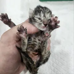 군위군 평행·전체·부분줄무늬 한국 고양이 성별 미상