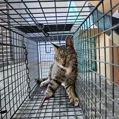 군위군 검은색흰색황토색조합 한국 고양이 수컷