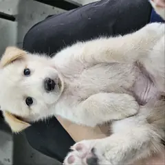 군위군 크림색 믹스견 암컷