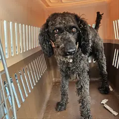 군위군 검정색 푸들 수컷