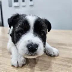 군위군 검정&흰색 믹스견 수컷