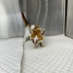 영종구 기타(치즈무늬) 한국 고양이 수컷