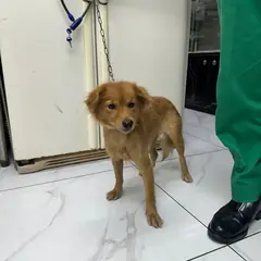 영종구 갈색 믹스견 암컷