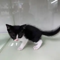 영종구 흰색/검은색 얼룩무늬 한국 고양이 수컷