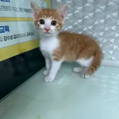 영종구 기타(치즈무늬) 한국 고양이 수컷