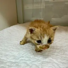 영종구 기타(치즈무늬) 한국 고양이 암컷
