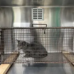 영종구 기타(회색) 한국 고양이 수컷